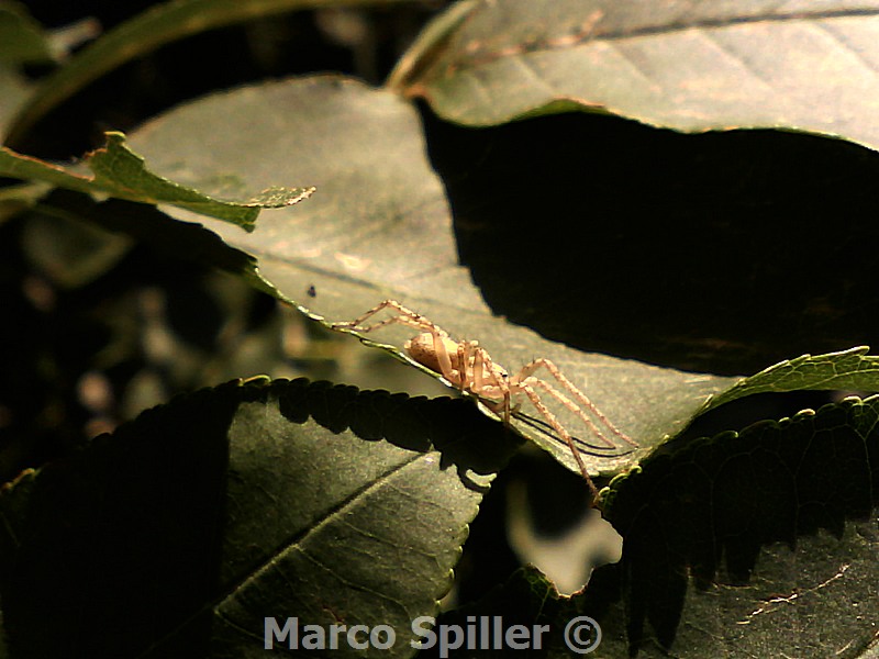 Anyphaena sp.